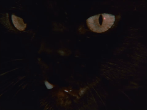 Don't Be Afraid of the Dark - close up of black cat yowling animated gif