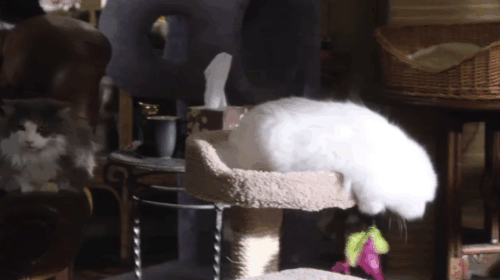 Don't Trust the B---- in Apartment 23 - Pilot - Alan the Cat Guy Nick Puga with numerous cats and June Dreama Walker with white cat on piano behind her animated gif
