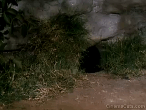 Dr. Cyclops - black cat Satanas squeezing through hole in wall animated gif