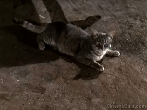 Dr. Cyclops - gray tabby cat being scared away by Steve Baker Victor Kilian animated gif