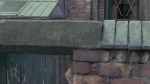 The Dressmaker - black cat jumping onto pigeon coop startling birds animated gif