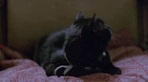 The Dressmaker - black cat being startled from chair by water being poured on fire animated gif