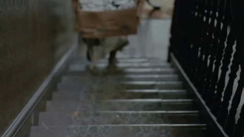 The Dressmaker - black cat walking down stairs as Nellie Joan Plowright walks up animated gif