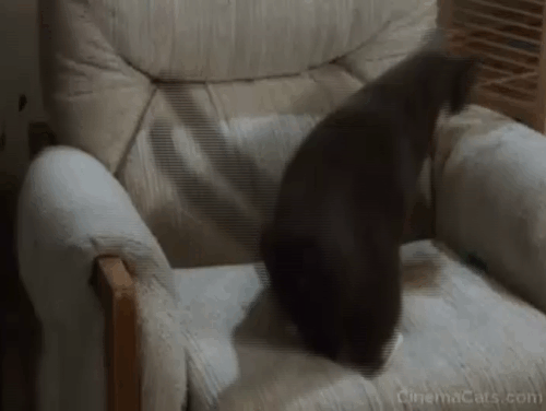Dumb and Dumber To - grey and white cat Butthole farting feathers animated gif