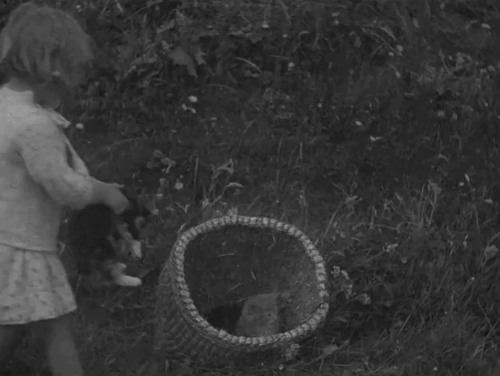 The Edge of the World - little girl placing tortoiseshell into basket with gray longhair tabby kitten animated gif