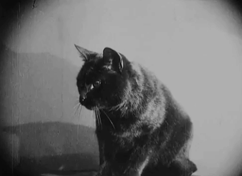 Eerie Tales - Unheimliche Geschichten - Anita Berber holding black cat while sewing animated gif