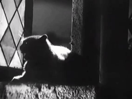 Eerie Tales - Unheimliche Geschichten - black cat yowling on window sill overheard by Briggs Harald Paulsen and Mary Parker animated gif