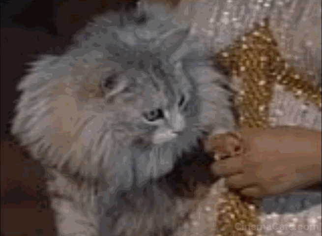 The Egyptian - silver Maine Coon cat hissing and scrambling out of Nefer's arms animated gif