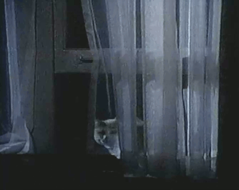 Eischied - Fire for Hire - Joe Don Baker sees ginger and white tabby cat P.C. Waldo Kitty coming through window animated gif