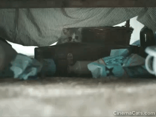 The Electrical Life of Louis Wain - tiny tabby bicolor Persian kitten jumping beneath bed animated gif