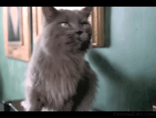 Empire Falls - long haired gray cat Timmy on table taking swipe at Miles Ed Harris animated gif