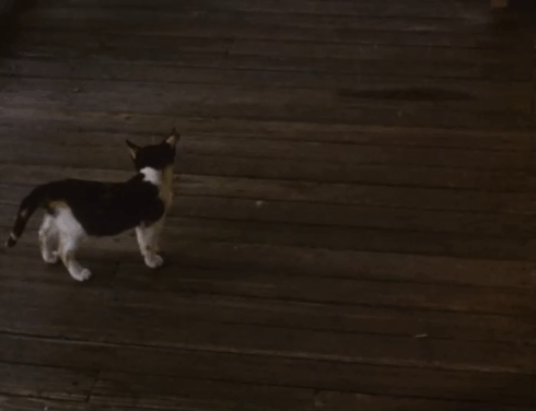 The Enchanted - calico kitten crossing porch and entering front door animated gif