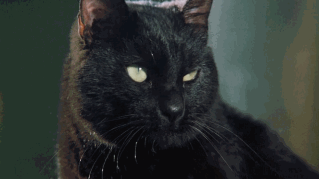 Escape to Witch Mountain - Winkie black cat winking animated gif