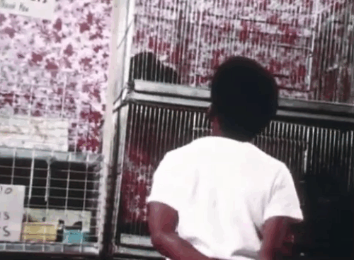 Evan's Corner -Billy Baker looking at puppies and tabby kittens in small pet shop cages animated gif