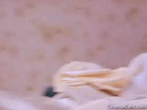 The Exciting World of Stevens Fabric - tiny tabby kitten on bed animated gif