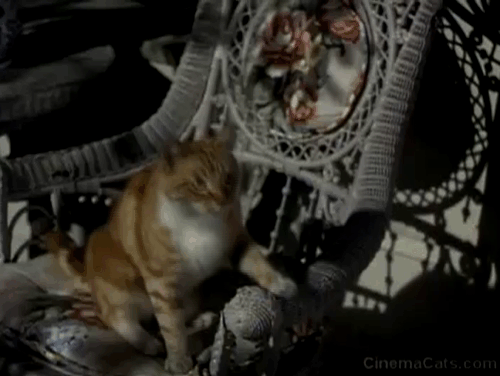 Excuse My Dust - tabby and white cat sitting in chair and then jumping through window away from Joe Red Skelton animated gif