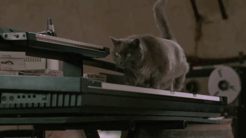 Face the Music - large gray cat Thelonious Gros Minet walking across electronic keyboard animated gif