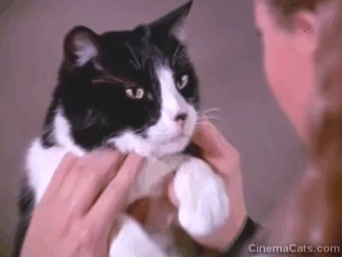 Fantastic Journey - Atlantium - tuxedo cat Sil-L Felix picked up by Liana Katie Saylor who reads his mind animated gif