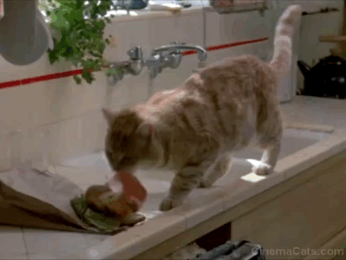 Fatal Beauty - orange tabby cat Sam with ham running for pet door away from Rita Whoopi Goldberg animated gif