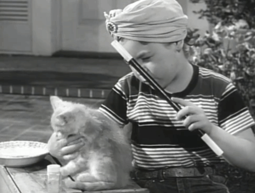 Father Knows Best - Kathy Makes Magic - Lauren Chapin wearing turban and doing magic on tabby kitten Fluffy animated gif