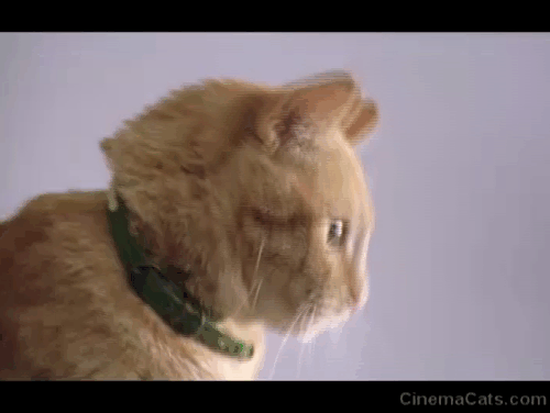 The First Power - ginger tabby cat Jack hissing and worrying Russell Logan Lou Diamond Phillips animated gif
