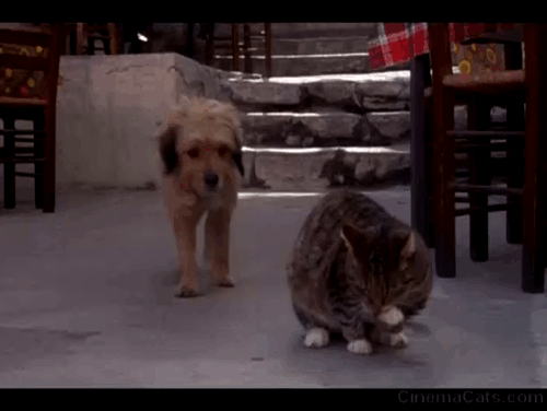 For the Love of Benji - Benji dog being scratced at by tabby cat animated gif