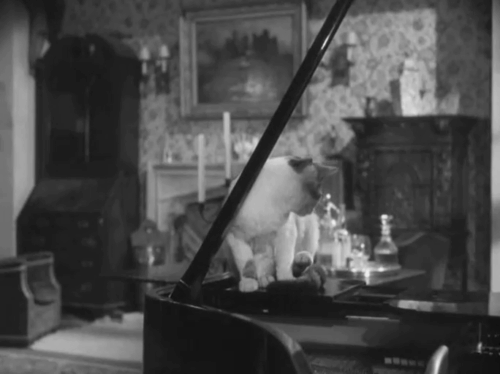 Four Days - Lucienne Kathleen Byron watching calico tabby cat scratching itself on piano animated gif