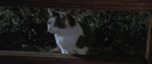 Four Flies on Grey Velvet - 4 mosche di velluto grigio - longhair grey and white cat looking through window at Roberto Michael Brandon animated gif