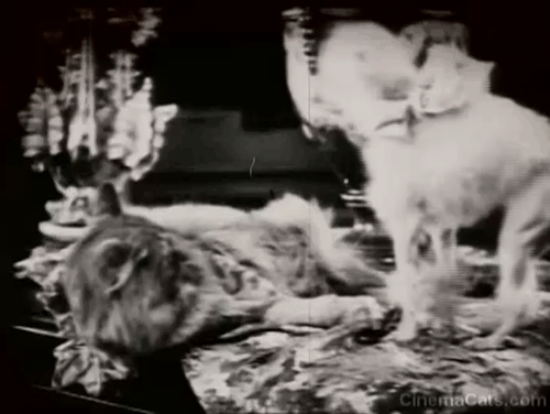 The Four Horsemen of the Apocalypse - long haired cat lying taking a swipe at small poodle dog animated gif