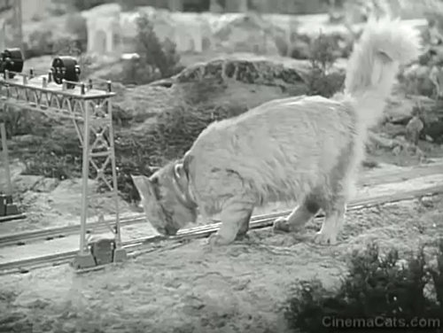 Four's a Crowd - longhaired tabby cat licking model railroad track and then walking away animated gif