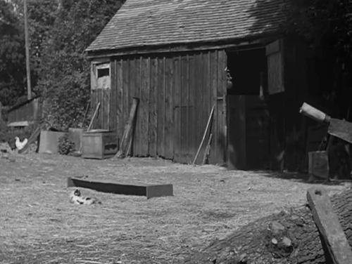 Four Sided Triangle - Mrs. Leggett feeding chickens with calico cat preening nearby animated gif