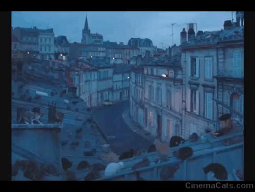 The French Dispatch - Herbsaint Sazerac Owen Wilson  putting out plate of food for huge amount of cats on rooftops animated gif