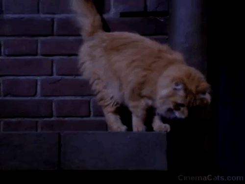Friends - The One with the Blackout - orange long-haired ginger cat on thrashing Ross David Schwimmer shoulder as Rachel Jennifer Aniston watches with others inside singing animated gif