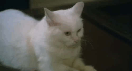 Gardenia il giustiziere della mala - Franco Califano talking white cat on table animated gif