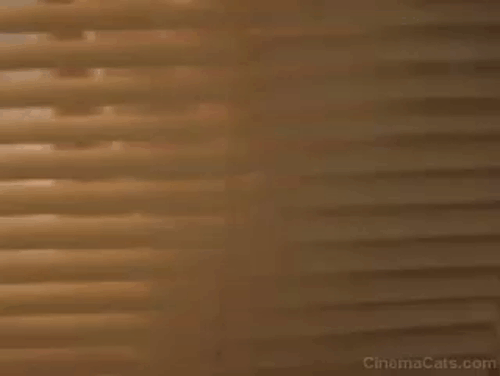 The General's Daughter - long-haired ginger cat smearing blood on window animated gif