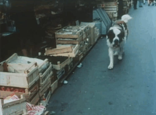 George - ginger tabby cat in market jumping down as St. Bernard dog George approaches animated gif