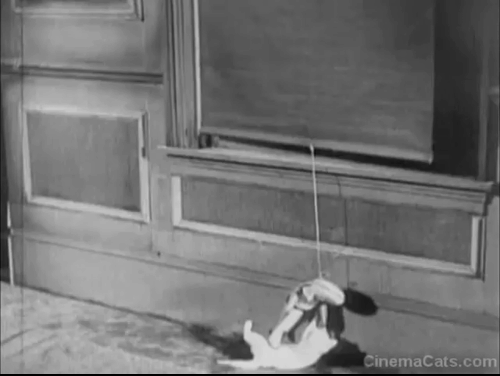 Ghost Parade - white kitten playing with doll tied to window shade pull animated gif
