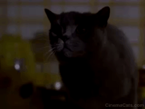 Girl, Interrupted - Lisa Angelina Jolie hisses at Ruby gray cat animated gif