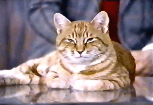 The Girl on the Late, Late Show - ginger tabby sitting in front of talk show host Bert Convy and psychiatrist George Fischbeck animated gif