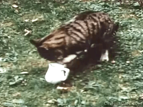 Glorious Devon in the 50's - tabby cat licking paw drawn from pitcher of cream animated gif
