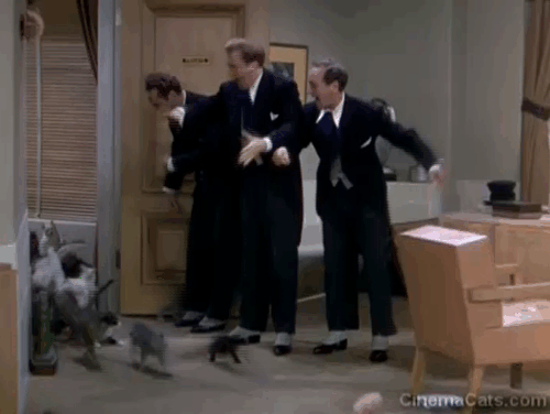 The Goldwyn Follies - cats flooding into office with The Ritz Brothers animated gif