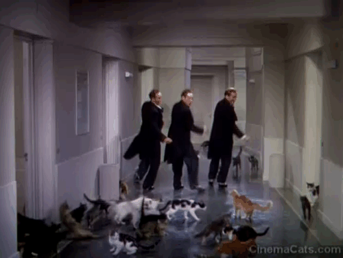 The Goldwyn Follies - cats flooding into hallway behind The Ritz Brothers animated gif