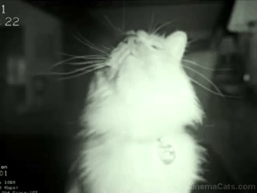 The Good Neighbor - Himalayan cat knocking over camera animated gif