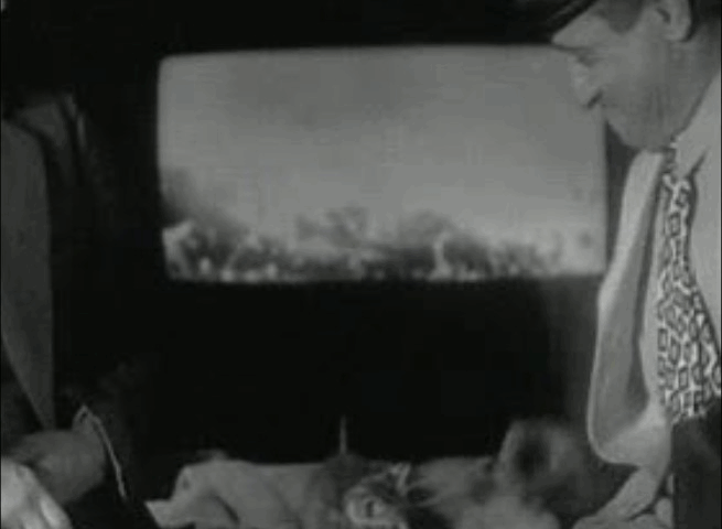 The Great Man Votes - kitten being covered by tarp animated gif