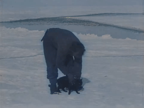 The Great White Silence - black cat successfully jumping through the hooped arms of sailor Lees from Terra Nova animated gif