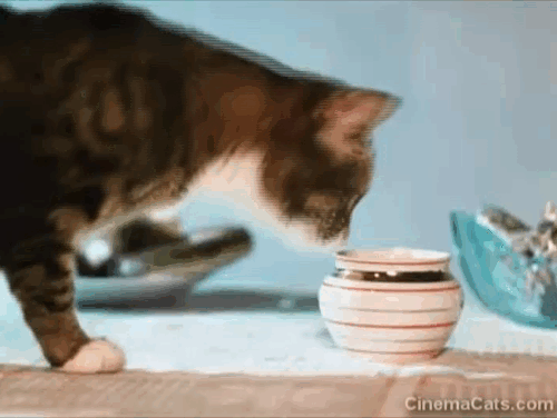 Greedy Kuzya - brown and white tabby cat Kuzya dipping paw into cream container and licking it animated gif