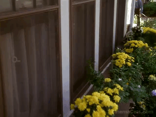Grumpier Old Men - gray cat Slick running and knocking over flower pots then jumping over John's back animated gif