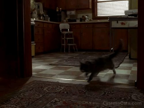 Grumpier Old Men - gray cat Slick running over dining room table with dog Lucky chasing her animated gif