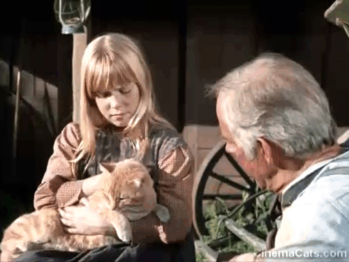 Gunsmoke - Milligan - Johnny Harry Morgan and Wendy Patti Cohoon with ginger tabby cat Jim Grim animated gif