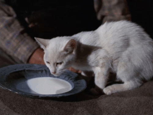 Gunsmoke - The Thieves - Louie Pheeters James Nusser sitting with white cat drinking milk from saucer animated gif